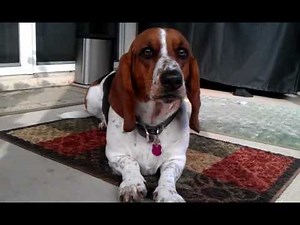Basset Hound - Whining