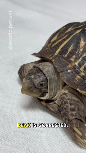 Come with me to give a box turtle a beak trim! 🐢 This ornate box turtle had an overgrown beak due to improper husbandry. Luckily, after an injection of a sedative, we were able to trim her beak down with clippers and smooth it out with a dremel. Thanks to @Champagnepetdoc for lending a helping hand! 🐢 #turtle #boxturtle #ornateboxturtle #turtles #reptile #reptiles #herpetology #zoo #exotics #wildlife #conservation #animals #pets #nature #vet #vetmed #veterinarian #veterinary #medicine #veterin