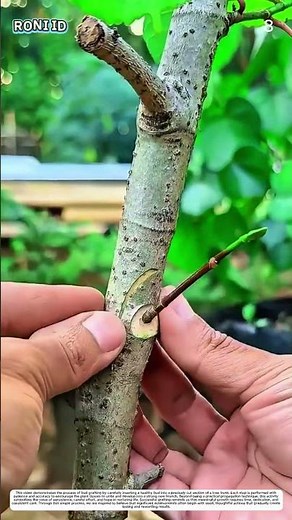 Budding Technique: How Careful Stem Cuts Create New Plant Development