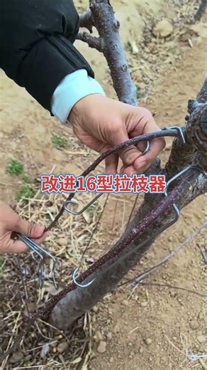 #fruit tree branch pulling and shaping #fruitTree branch puller #Supporting Agriculture