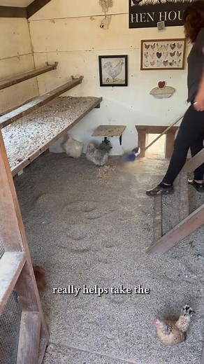 Some benefits to using sand in the coop! 🐓✨ #chickens #chickencoop #sand #chickensoftiktok #farmlife | Simply Chickens