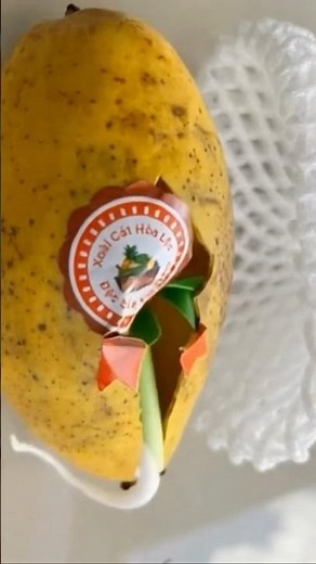 USA Dream Might Come True! Sep 19th, 2025 Waiting for Germination