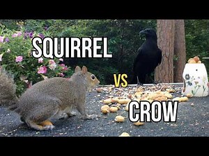 Cat TV for Cats to Watch 🐦 Squirrels, Crows & Backyard Wildlife | 39 Minutes