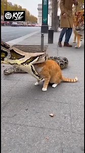 🔥 “Quand t’appelles les cousins sur les Champs-Élysées 🐯🐍🐱” Un chat paisible se fait attaquer par un énorme python en plein milieu des Champs-Élysées 😱 Mais soudain, un tigre surgit de nulle part pour le sauver 💪 Le serpent prend la fuite pendant qu’un passant balance calmement : “Faut savoir appeler les cousins quand t’es en galère !” 😎 Une scène surréaliste à la française, entre panique, classe et jungle urbaine 🐅🇫🇷 #Tigre #Chat #Python #champselysees | Sté Renard