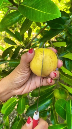 Red Guava Peel #redguava