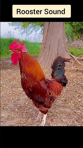 Loud Rooster Animal Sound | Powerful Morning Crow | Animal short video #shorts
