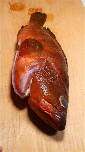 4日熟成したキジハタを刺身にしたら美味すぎた #キジハタ #刺身 #魚の捌き方