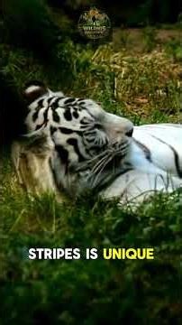 LARGEST cats on Earth (over 660 lbs!)