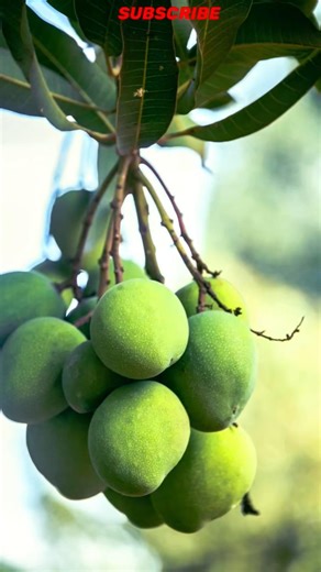 Beautiful Mango bunch #nature #fruit #mango #youtube #shorts #viral