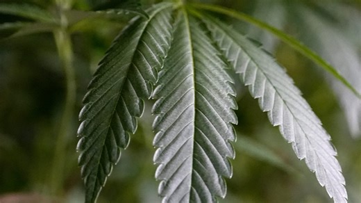 State task force carries out 'largest ever' marijuana bust in Central Valley