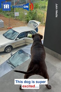 This dog can’t wait to meet her grandparents! 🥰❤️ via Jukin Media | Daily Mail Video