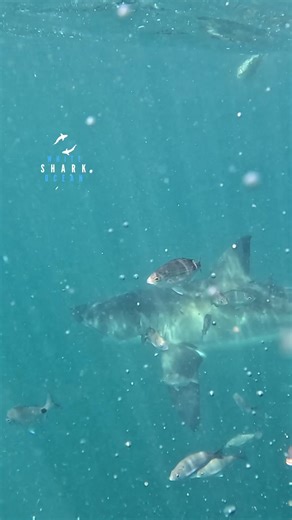 16K views · 146 reactions | Great White Eating A Fish | White Shark Ocean | Facebook