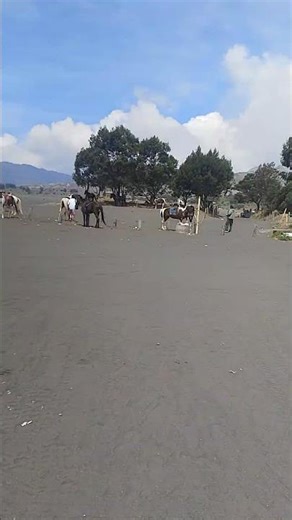 Liburan Ke Gunung Bromo Jawa Timur Pemandanganya bagus #bromo #jawatimur #shots