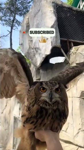 You Won’t Believe the Sound This Giant Owl Just Made!