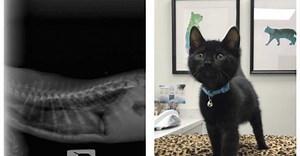 Kittens... in Corsets!?: Flat-Chested Kitten Syndrome