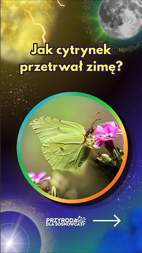 CYTRYNEK LATOLISTEK. Tajemnica przetrwania zimy #motyle, #cytrynek, #cytryneklatolistek