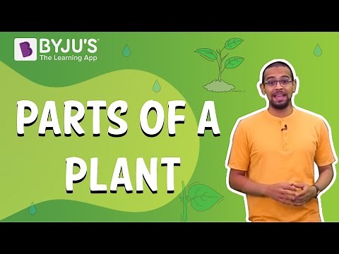 Parts of a Plant | Learn with BYJU'S