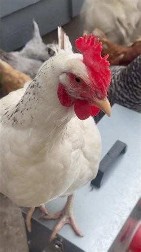 POV: Chickens & Their Great Pyrenees Guard Dog 🐶🐔