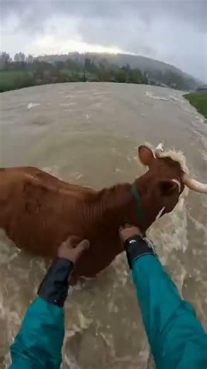 Survival POV: Rescuing Stranded Cow During Flash Flood