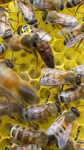 UK mated buckfast queen. Rushing out of the daylight back to darkness of the beehive . You can see how other bees diverting her way out of there. Even queen have to listen to other bees | Stanley’s bees