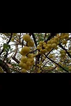 Star Gooseberry Tree | Rare Natural Fruit Tree | Amazing Nature in India