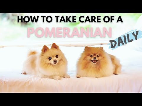 Pomeranian Dog Care: Feeding, Grooming, & More
