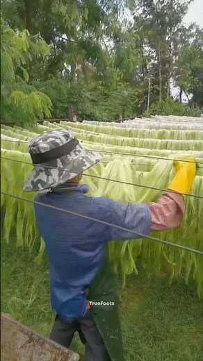 China’s Eco-Friendly Innovation from Plant Fibers