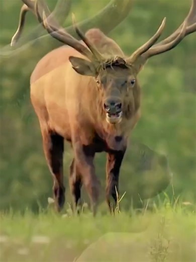 Amazing Sounds of Nature and Wildlife