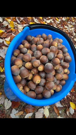 12 comments | Nuts collection for Jon Squirrel ️ Jumpy ️ & Chip’n’Dale ️️ | Pushpa Rana | Facebook