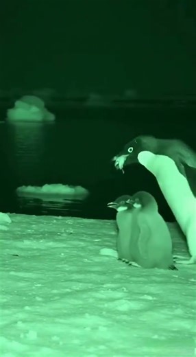 Penguin Family Faces a Predator in the Wild