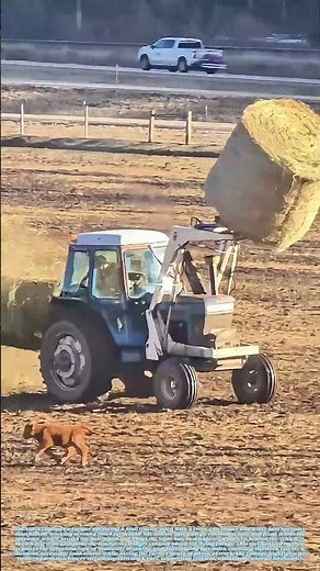 Feeding Herds: How a Tractor with a Hay Bale Spreader Distributes Forage