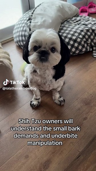 Understanding Shih Tzu Behavior: Barking and Growling
