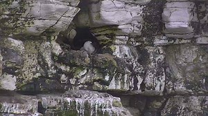 We've had lots of puffin sightings at Bempton Cliffs over the weekend! Here's a video we captured from our live cam of a pair of puffins at Nettletrip on Wednesday last week. I love this time of year here at Bempton, it's so exciting! - Jess | RSPB Bempton Cliffs