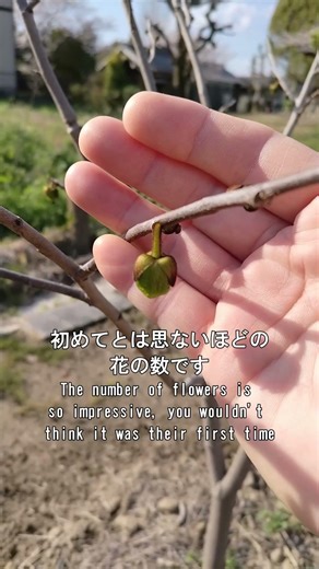 ポポーの花がたくさん咲き始めました－Many pawpaw blossoms have started to bloom－ #shorts