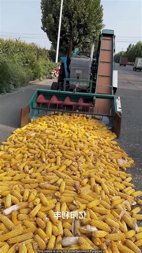 They Tried to Take ALL Their Corn… But THIS Happened 😱🌽