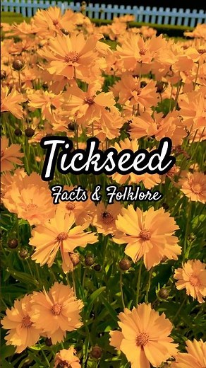 Tickseed | The Golden Bloom of Cheer and Resilience