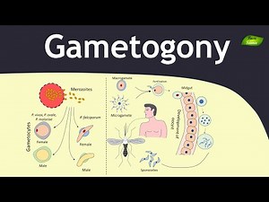 Gametogony in Plasmodium | Malaria | Parasitology | Basic Science Series