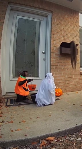 Monkeys Trick or Treat Failed These monkeys dressed up for Halloween but were scared off by their guard cat. | MVFC