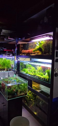 Тог тасарсан.!!! МАНАЙД ХЭДЭН МЯНГАН ЗАГАС БАЙДАГ .ХҮЧИЛ ТӨРӨГЧИЙН ДУТАГДАЛД ОРОХОД ҮХЛИЙН АЮУЛД ХҮРНЭ. ЭНЭ ХЭНИЙ БУРУУ ВЭ? | Nemo Animal Store