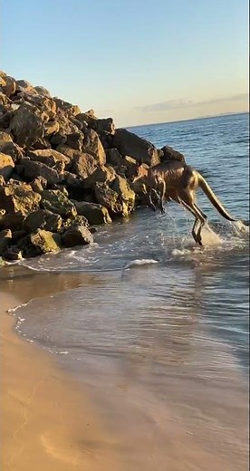 Kangaroo Takes a Dip at Queensland Beach