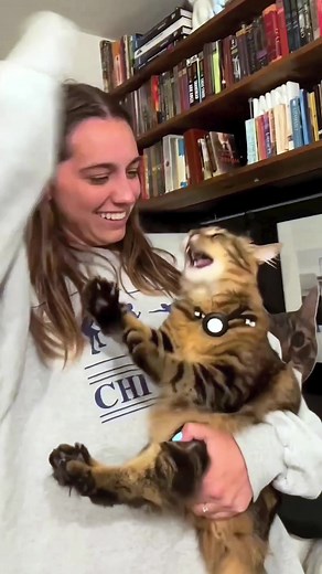 The End 🤣🤣 episode 208 #funny #pet #animals #funnyanimals #fyp #cat #funnycats #🤣🤣🤣 #foryou #fun