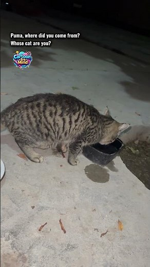 Kitten’s New Adventures | — Puma, where did you come from? Whose cat are you? — MEOW~ful question