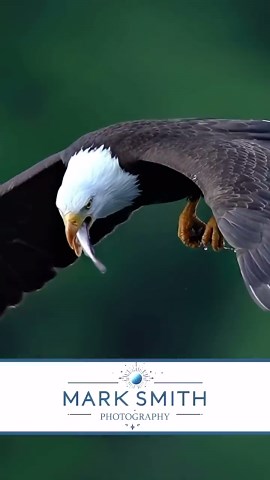 Hunger Crazed Eagle Swallows Fish Mid-Flight