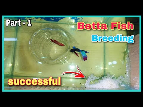 Successful Betta Fish Breeding Tutorial 😍😍 || Breeding Betta Fish at Home