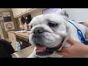 Dr. Kraemer Vet4Bulldog - Lillibeth Epulis Mouth Oral Tumor in Bulldogs