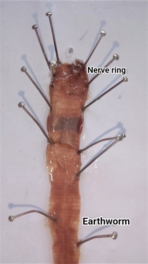 Earthworm dissection #zoology practical