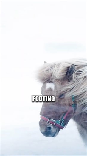 This Is A Horse Shaped By Ice, Fire And Isolation #horse #shorts #icelandichorse