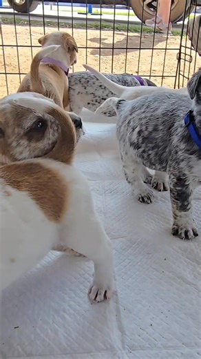 This year reminded us that rescue is not easy—but it is worth it. Dogs pulled from shelters. Dogs saved from the roadside. Cats trapped, fixed, returned, rehabilitated, and adopted. 35 cats transported north. $40,000 raised. 1,500 lives changed since 2021. We learned that rescue alone isn’t enough— prevention through spay & neuter is everything. And still… our tribe shows up. Through holidays. Through exhaustion. Through heartbreak. We show up! Because compassion isn’t optional—it’s a choice. To