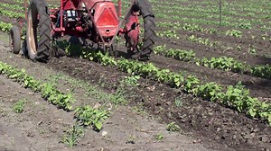 192K views · 1.8K reactions | At the time of our visit in 2012, Marlin Peters and his 12 acre market garden was providing him and his wife Deb with a living. While most farmers in his area are cultivating thousands of acres, he has found that intensive small scale agriculture does pay off. He supplies fresh vegetables to area farmers markets plus wholesales produce to stores as far away as in southeast Saskatchewan. | Prairie Farm Report | Facebook