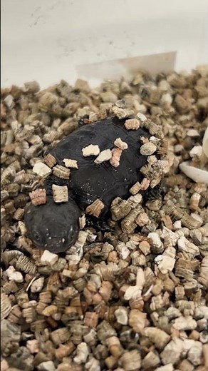 Critically endangered Western Swamp Turtle hatching at Perth Zoo!
